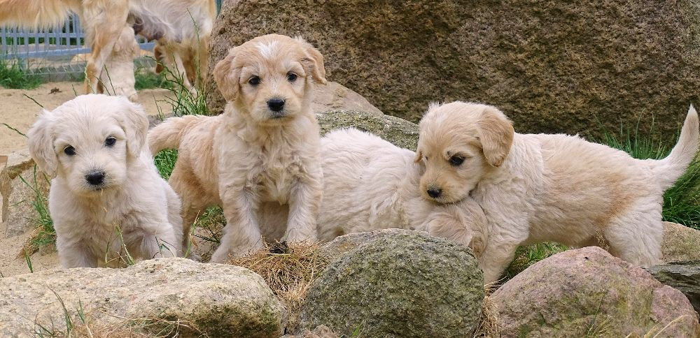 Goldendoodle