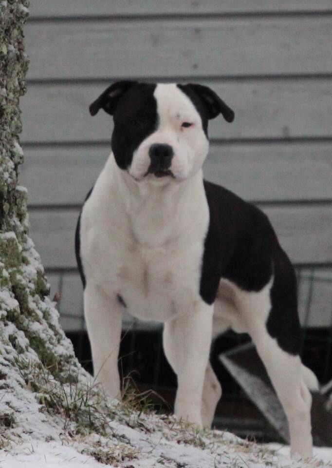 Tattmans kennel