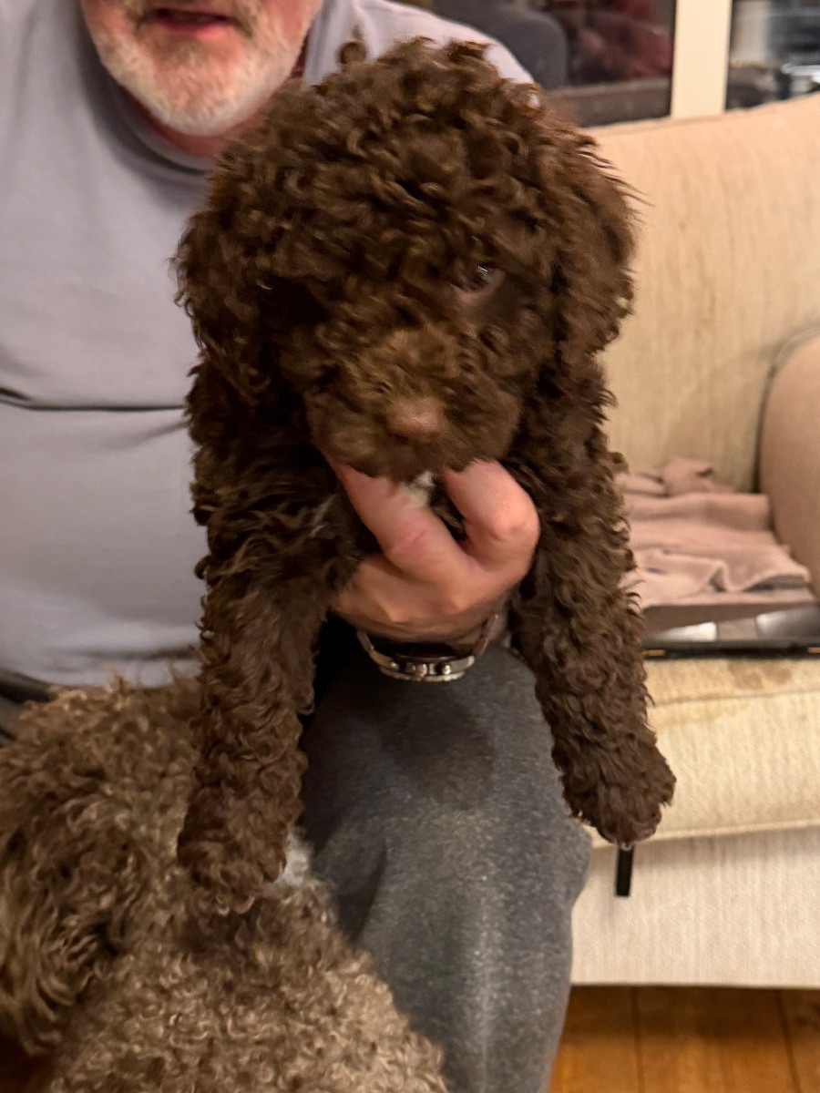 Spanish Water Dog (Perro de Agua Espanol)