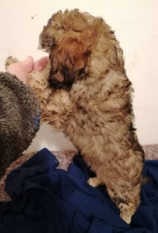 Hjortkvarns Cavapoo