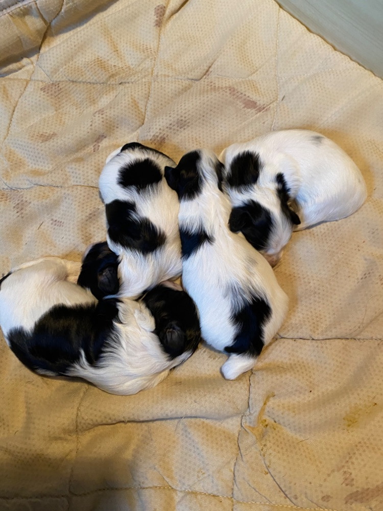 Havanese