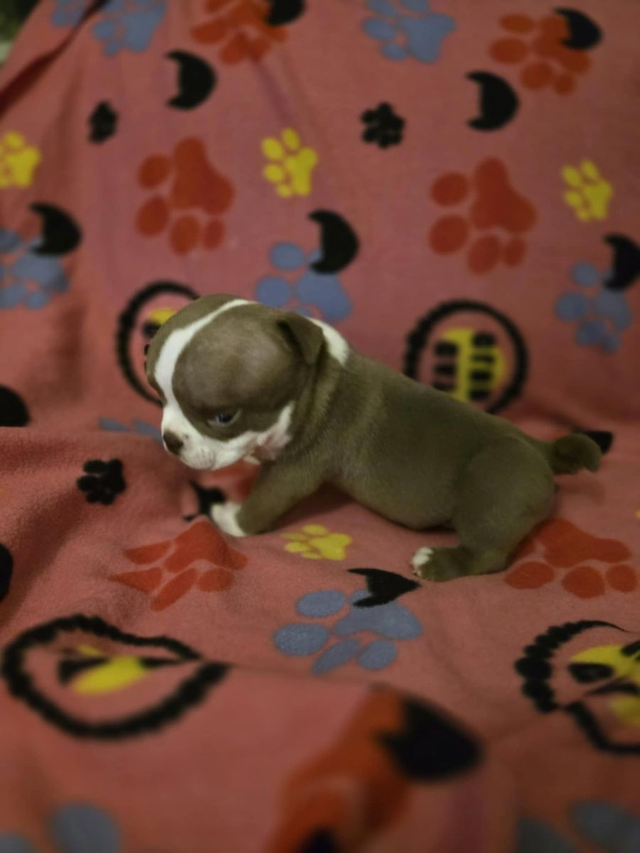 American Bully · 2025-10-27 · Göteborg · Zagorka G.