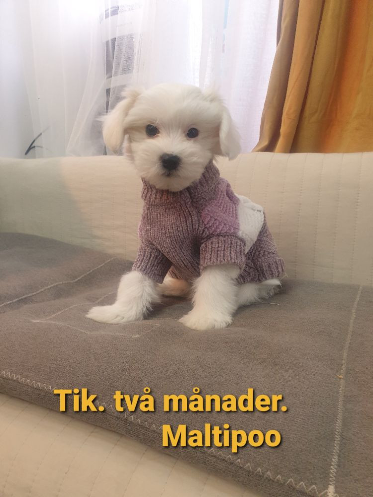 Söta valpar