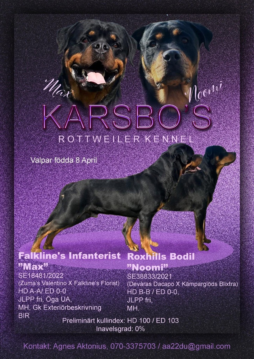 Rottweiler