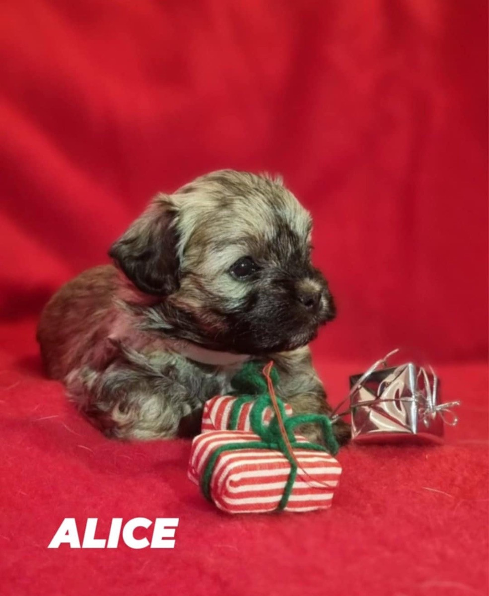 MaltiPoo