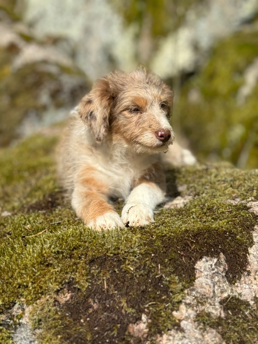 Isadoras Pudel och Cockerpoo
