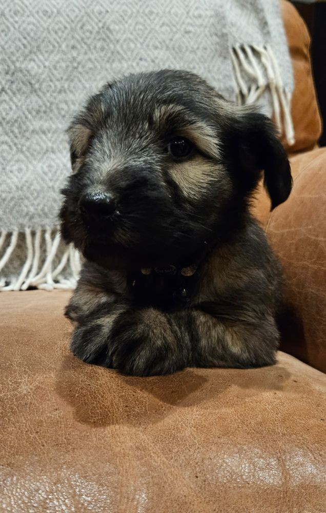 Tiny Winne