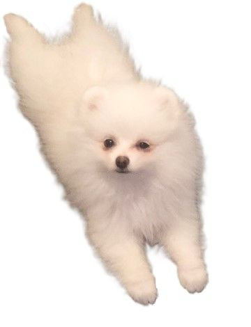 Fluffers