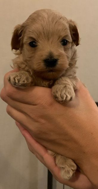 Maltipoo