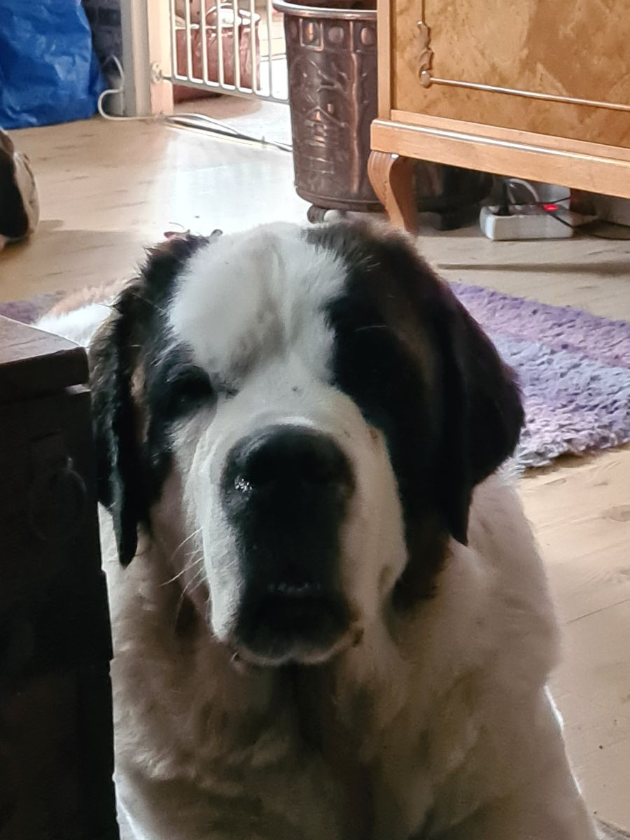 Maja