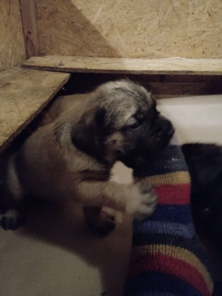 Engelsk mastiff