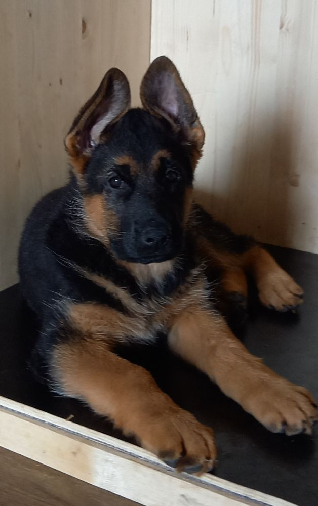 Korssjötorpets