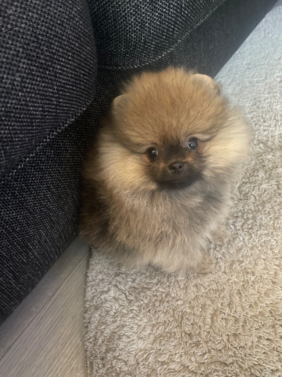 Adorable Plush