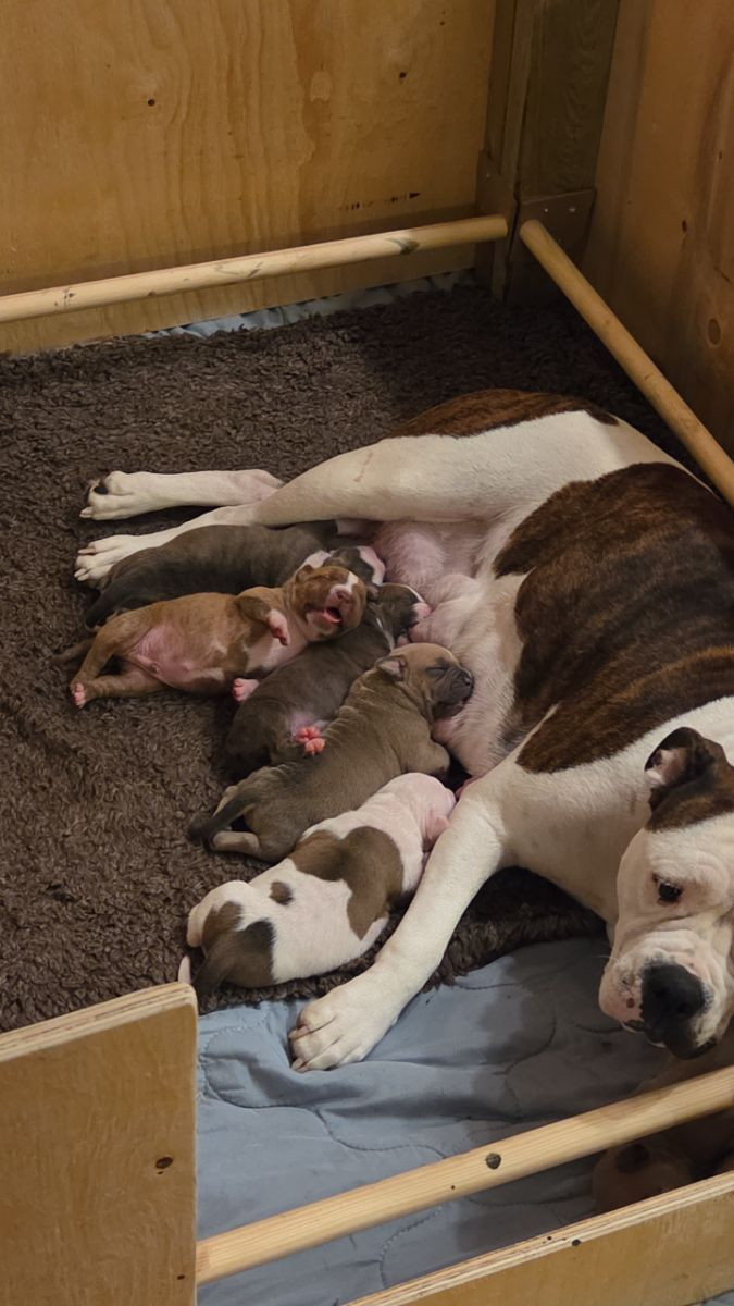 Amerikansk bulldog och american bully · 2025-11-20 · Nybro · Sofie T.