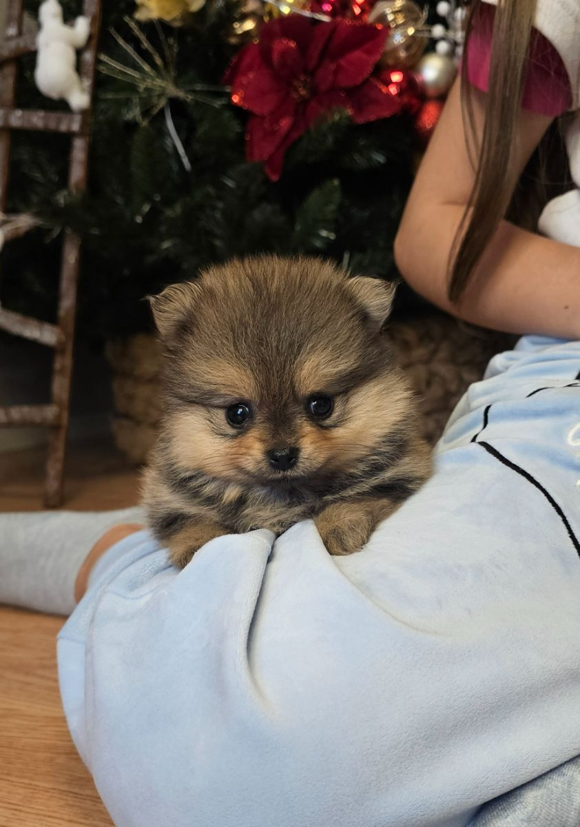 Pomeranian · 2025-11-21 · Enköping · Pomsik Rakaaig