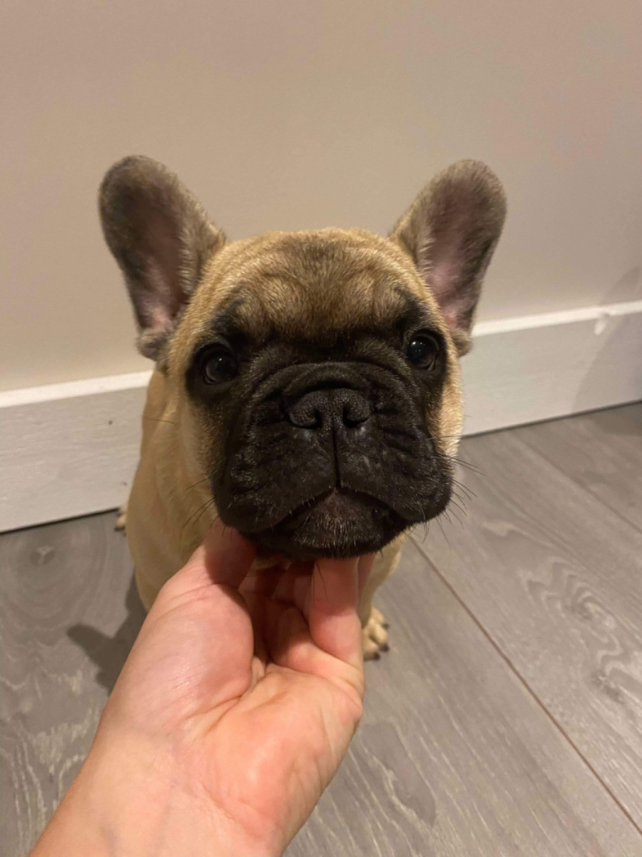 French Bulldog