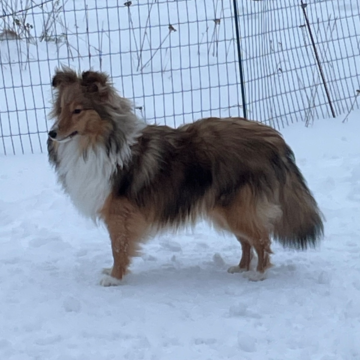 S Goldeneye ”Isa”