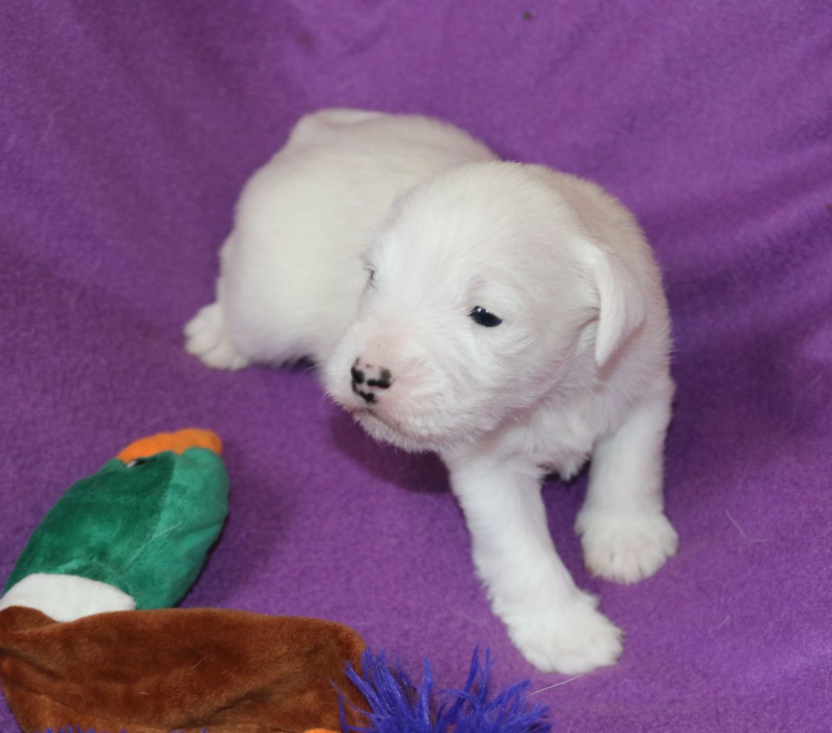 Parson Russell Terrier