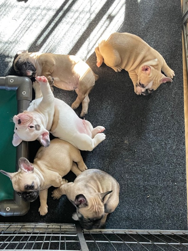 Los Dinegro's kennel