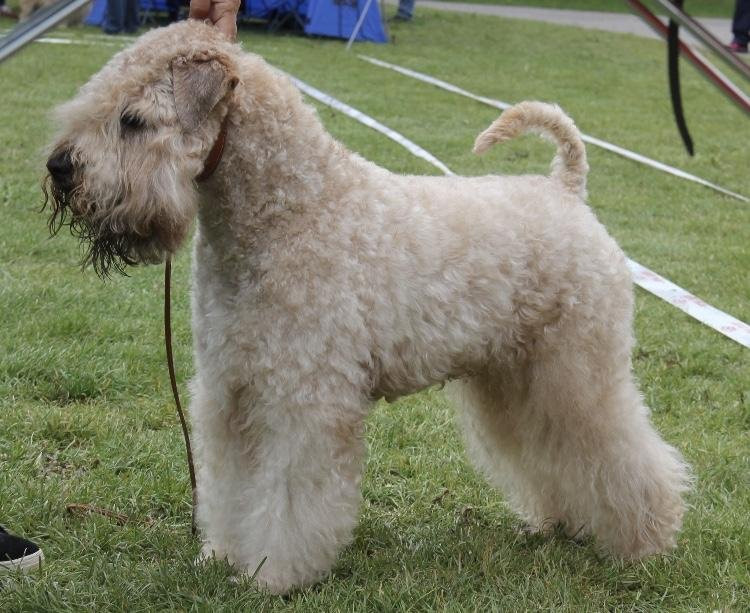 Irish Soft Coated Wheaten Terrier