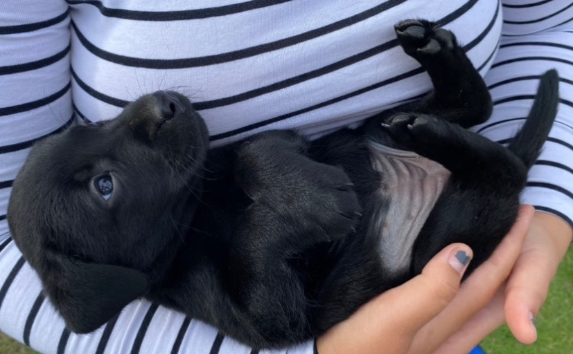 Jämtesjöns