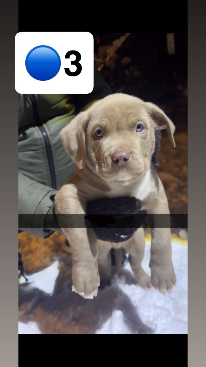 American bully · 2025-09-24 · Helsingborg · Admir M.