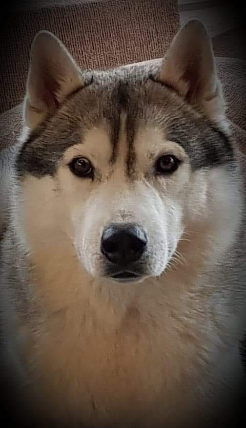 Magical Spirit's kennel