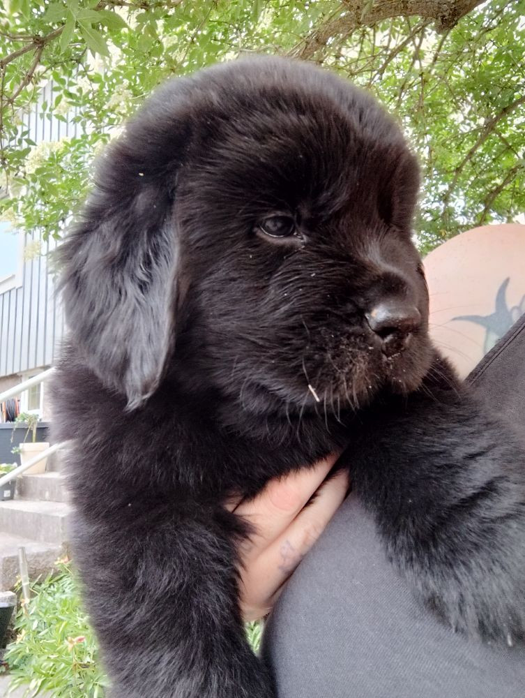 Newfoundland