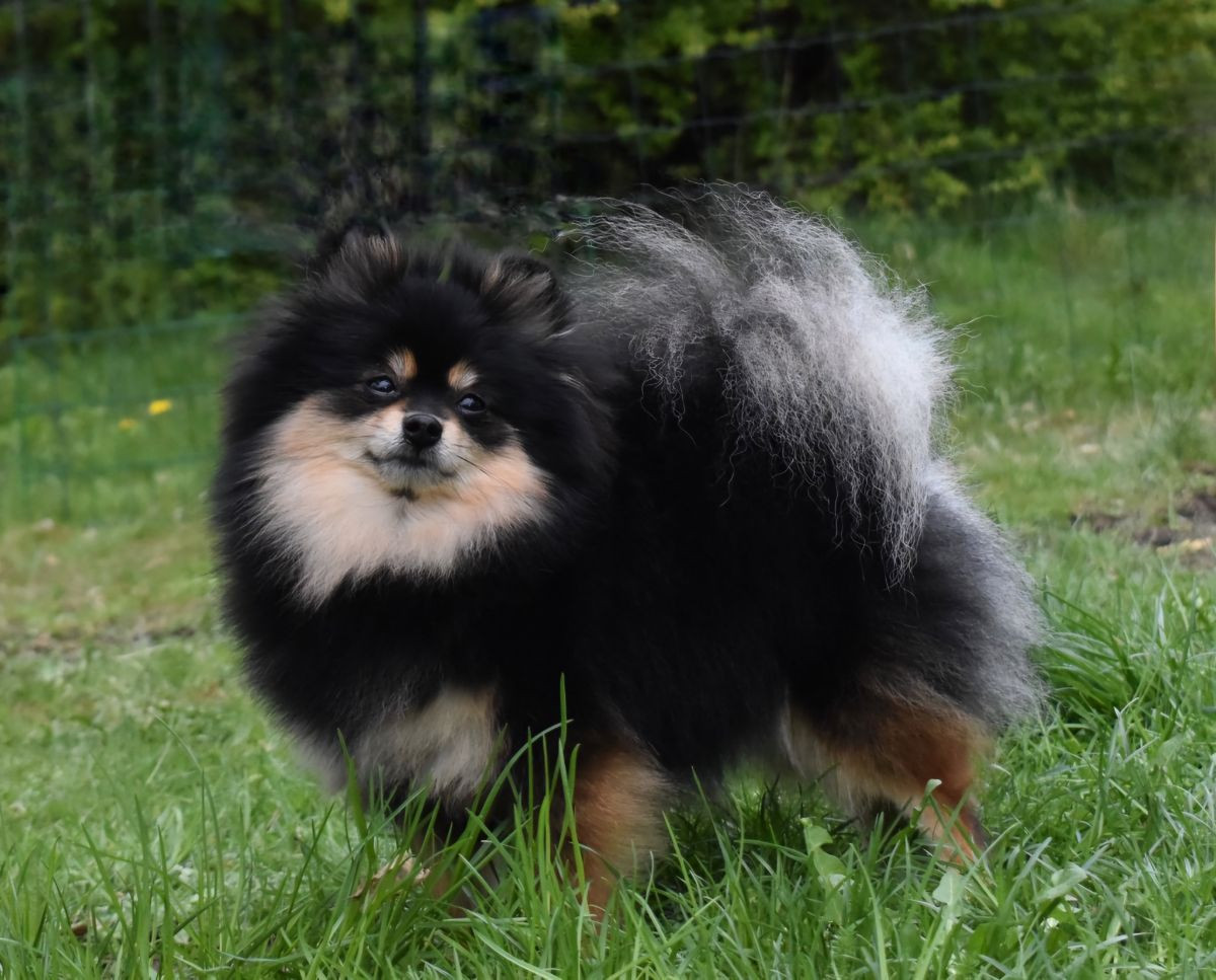 Pomeranian