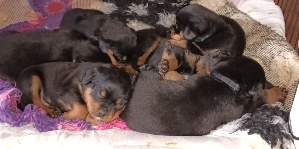 Lady Rott's