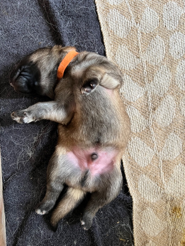 Vit herdehund och tysk schäferhund