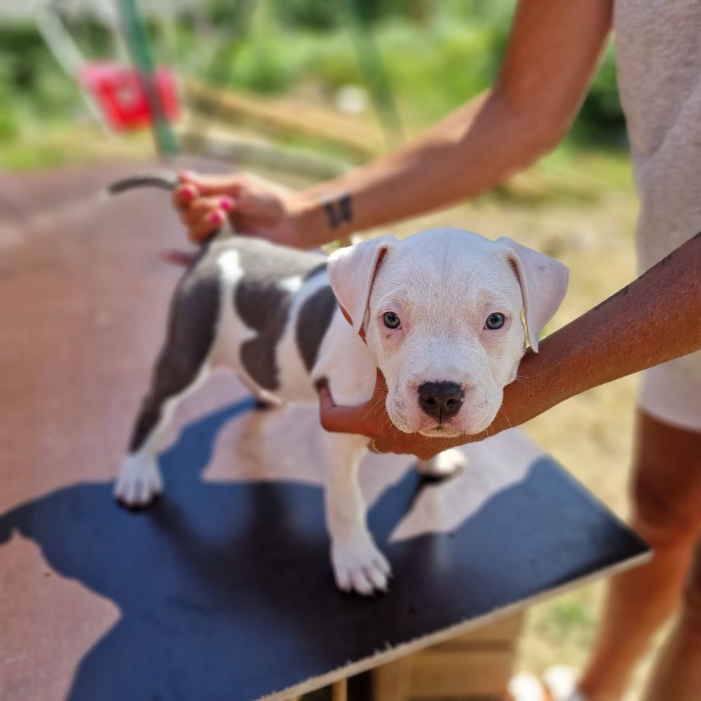 S-möja Bully