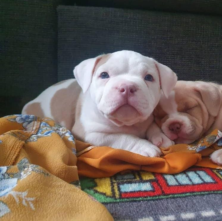 American Bully