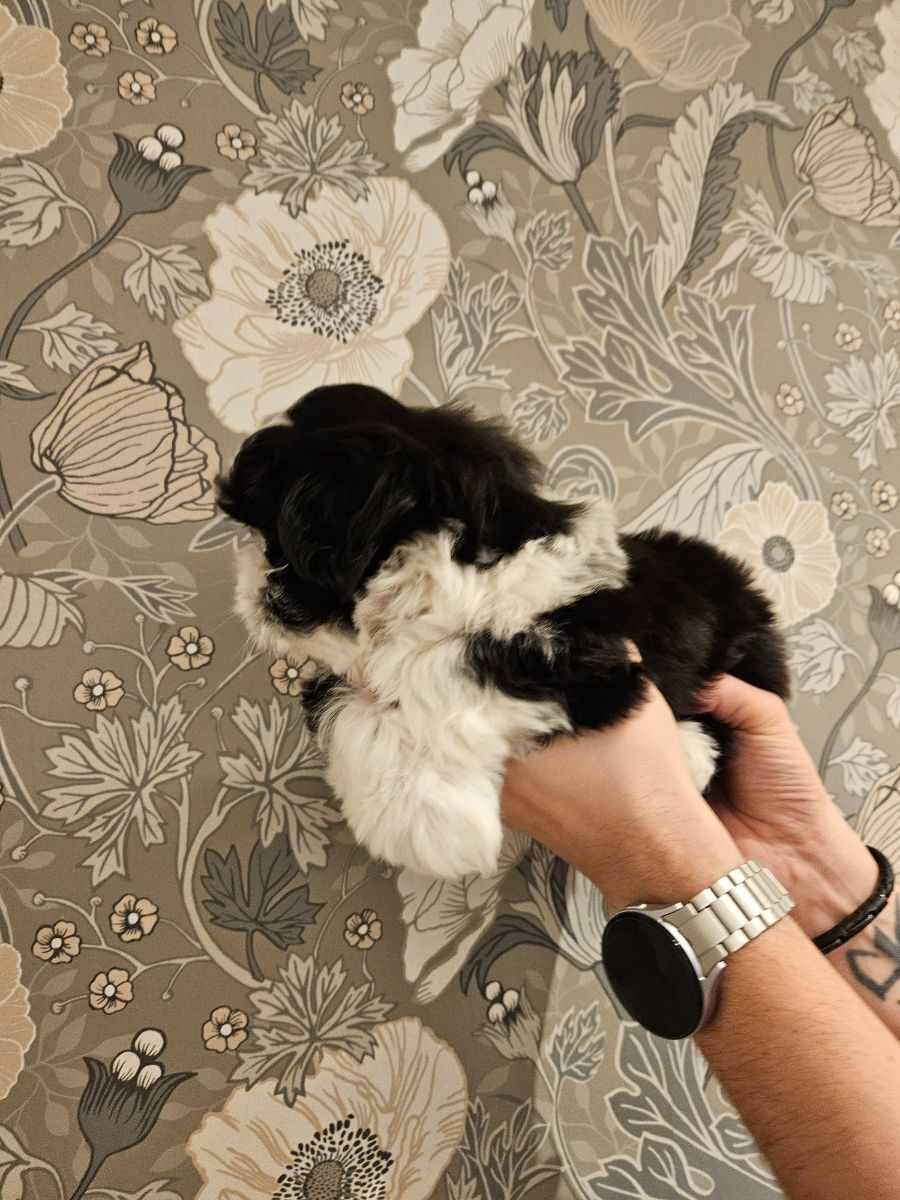 Lady tzu's