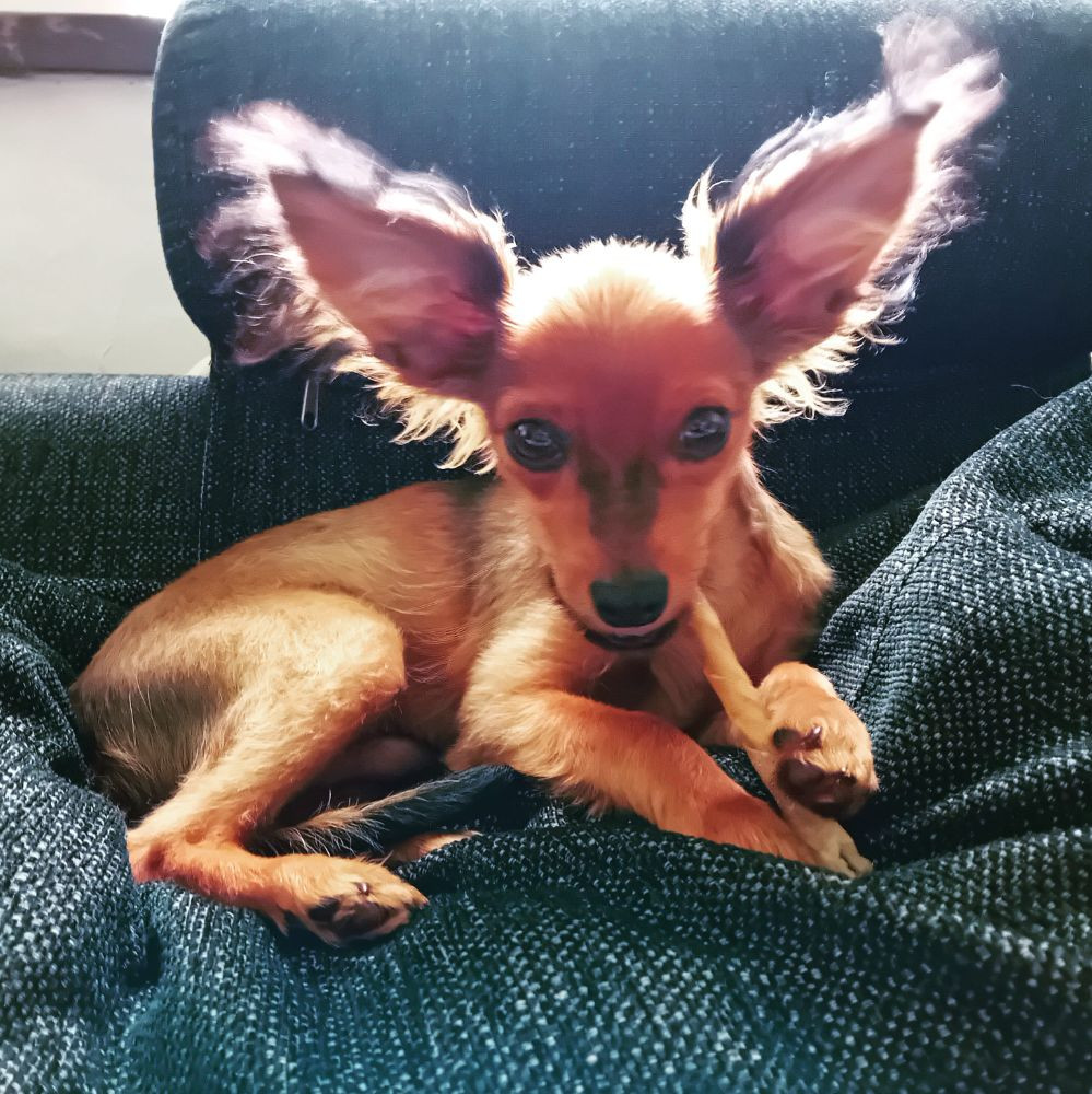 Prima Style