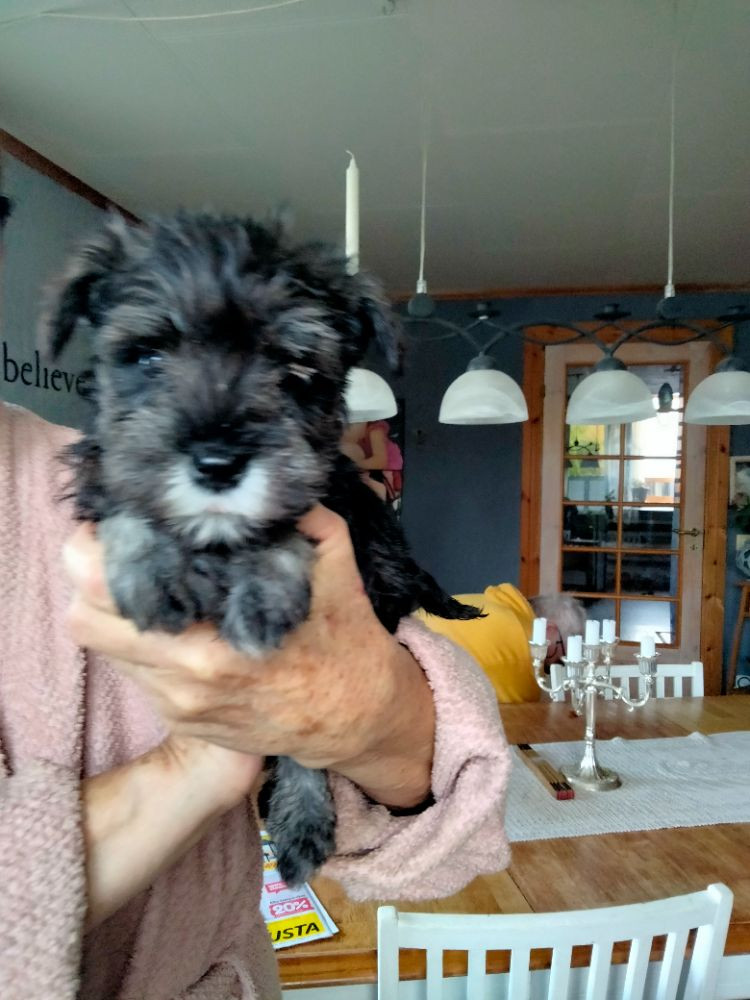 Dværgschnauzer