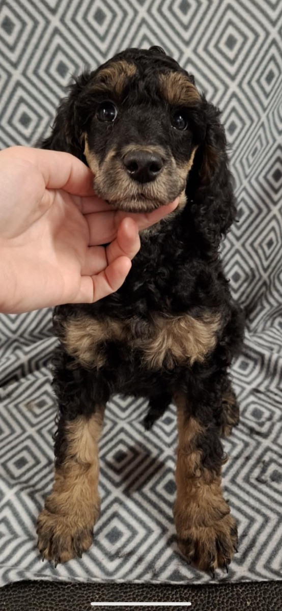 Spirit of Ronja