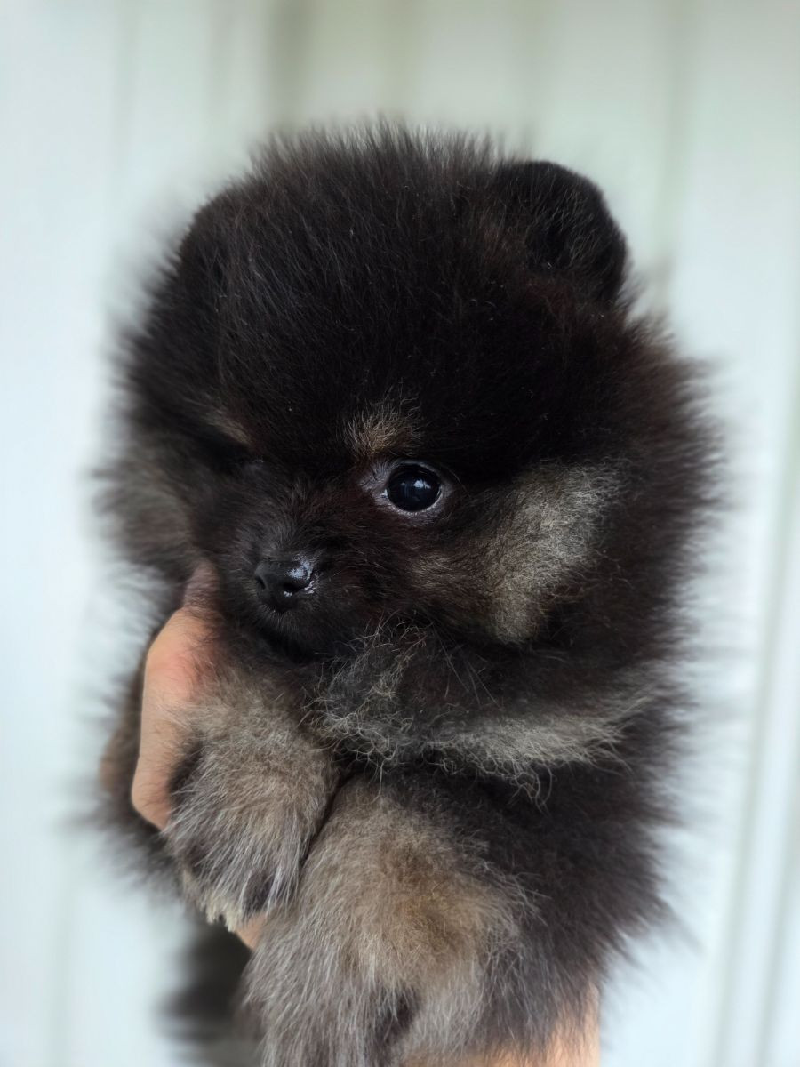 Pomeranian · 2025-10-07 · Södertälje · Emma E.