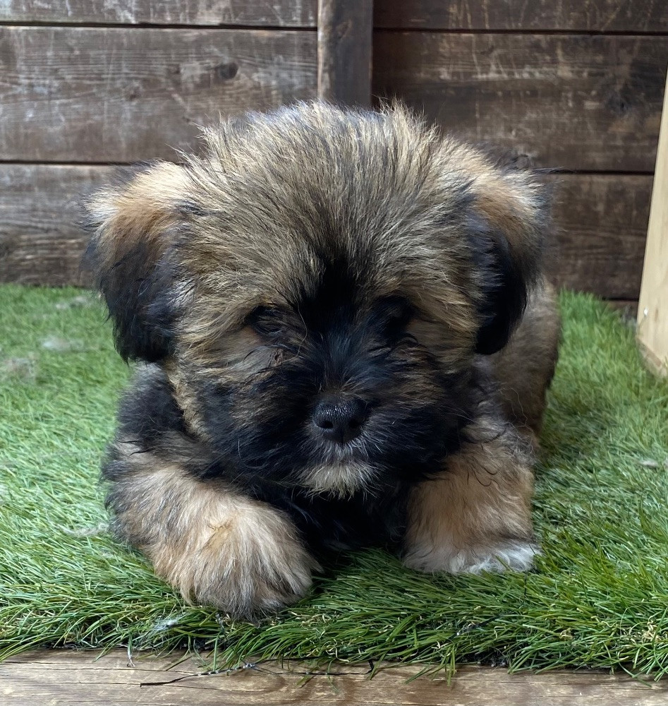 Papillon/lhasa apso