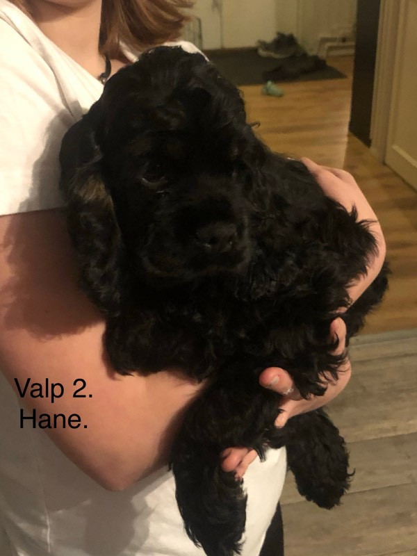 Amerikansk cocker spaniel