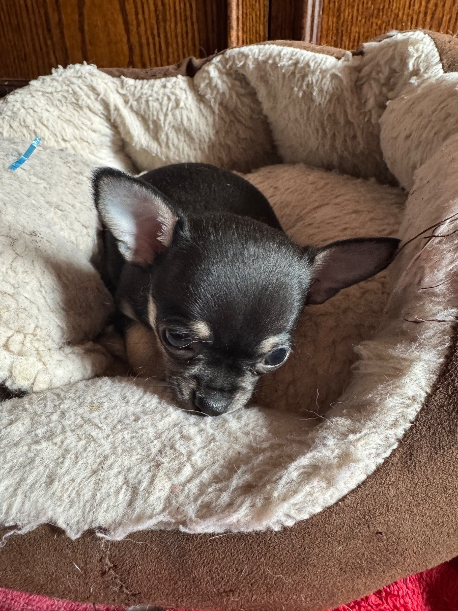 Chihuahua