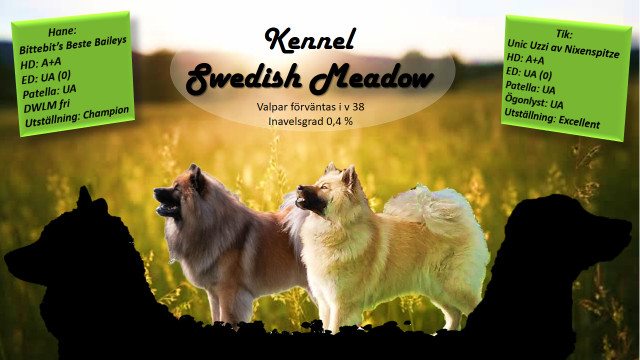 Swedish Meadow