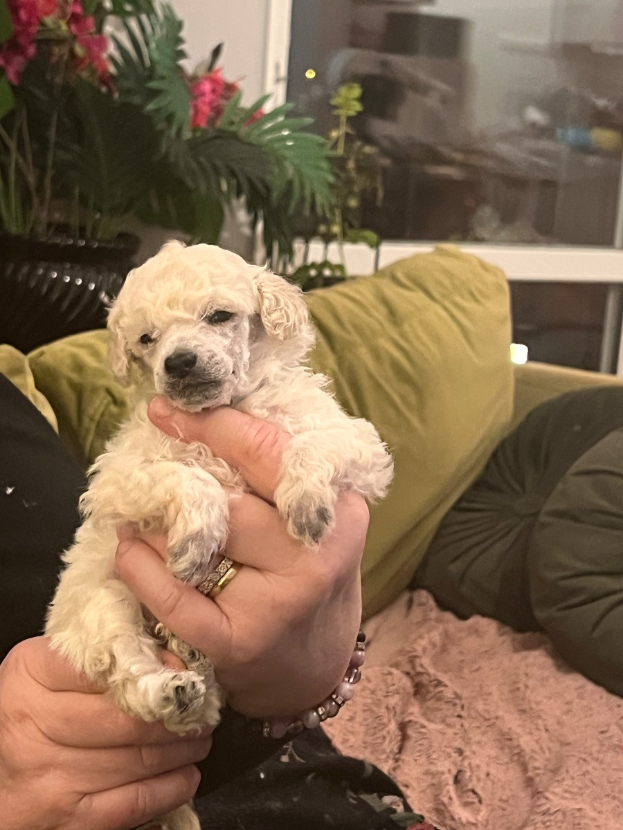 Miniature Poodle · 2025-10-19 · Tyresö · Anuradha's