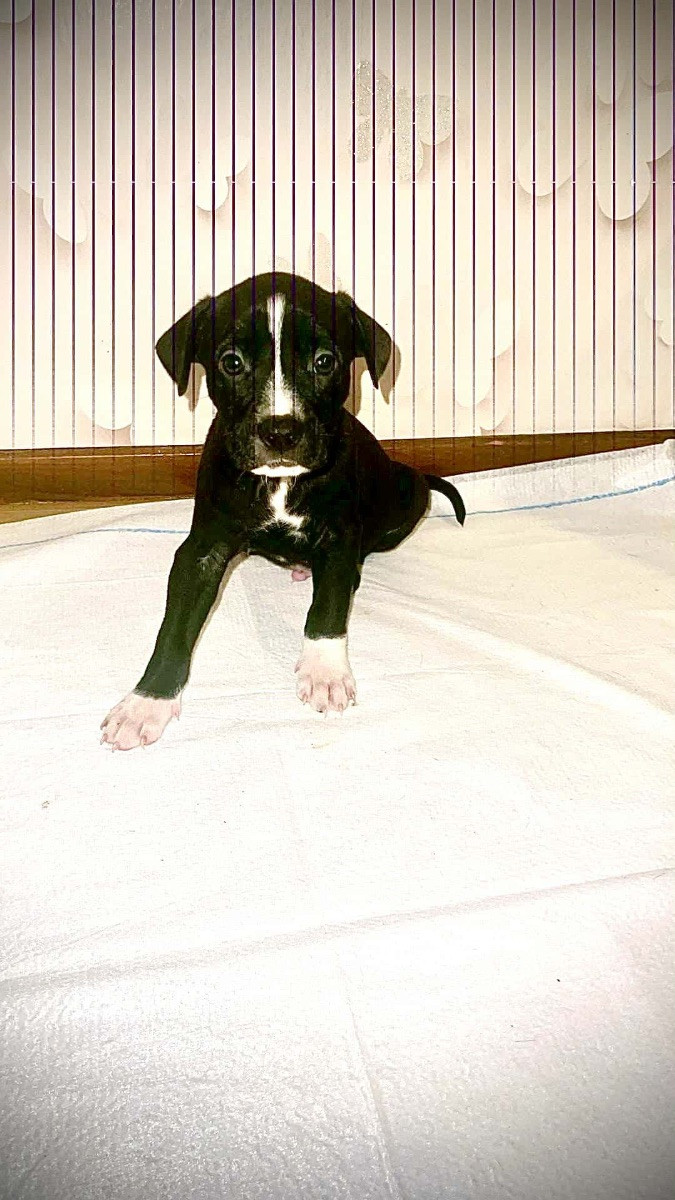 Pitbull · 2025-10-06 · Trelleborg · Daria M.