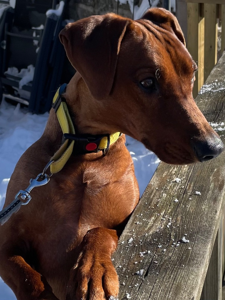 Care of canashi’s kennel