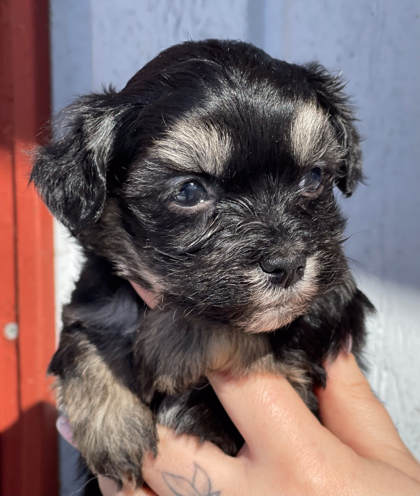 Lord Nelson’s kennel