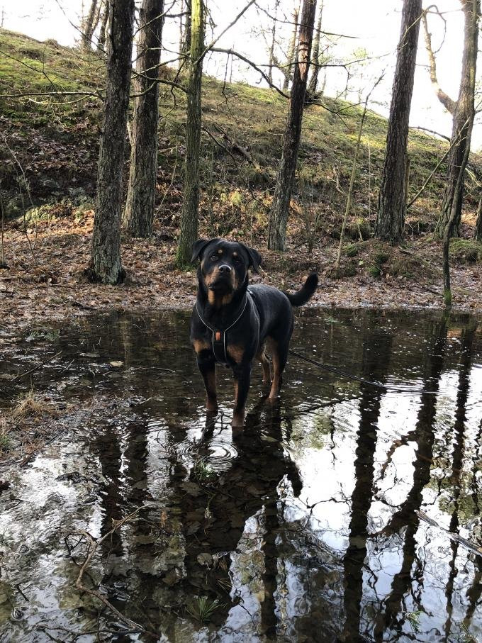 Rottweiler