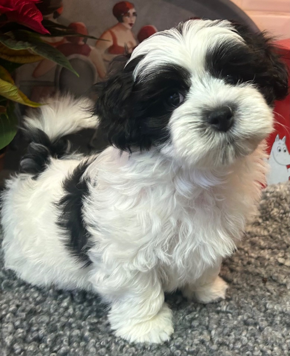 Farahsolens