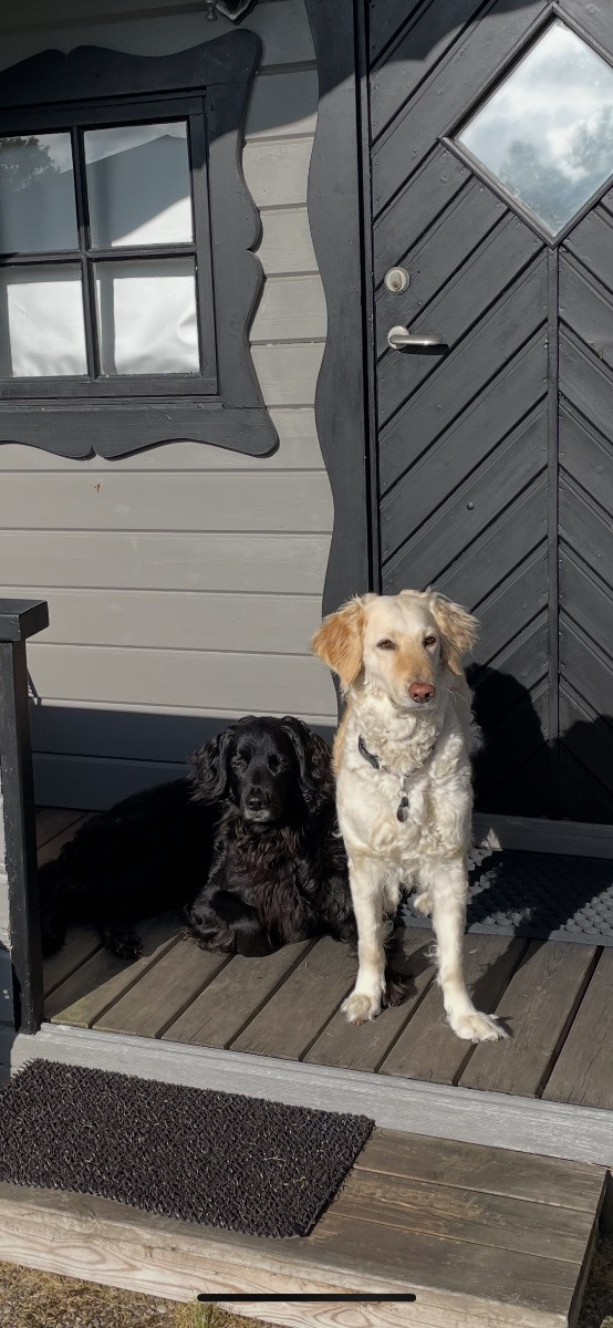 Labradoodle · 2026-01-11 · Skultuna · Björn M.