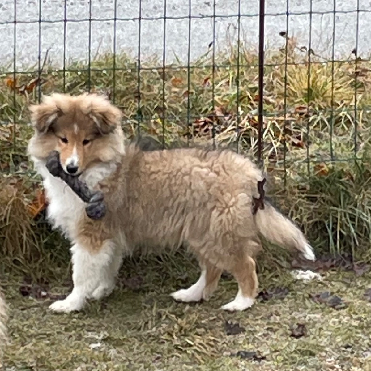 Shetland sheepdog